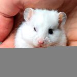 У ДЕТЕНЫША СТЕПЫ ИСЧЕЗ ГЛАЗИК