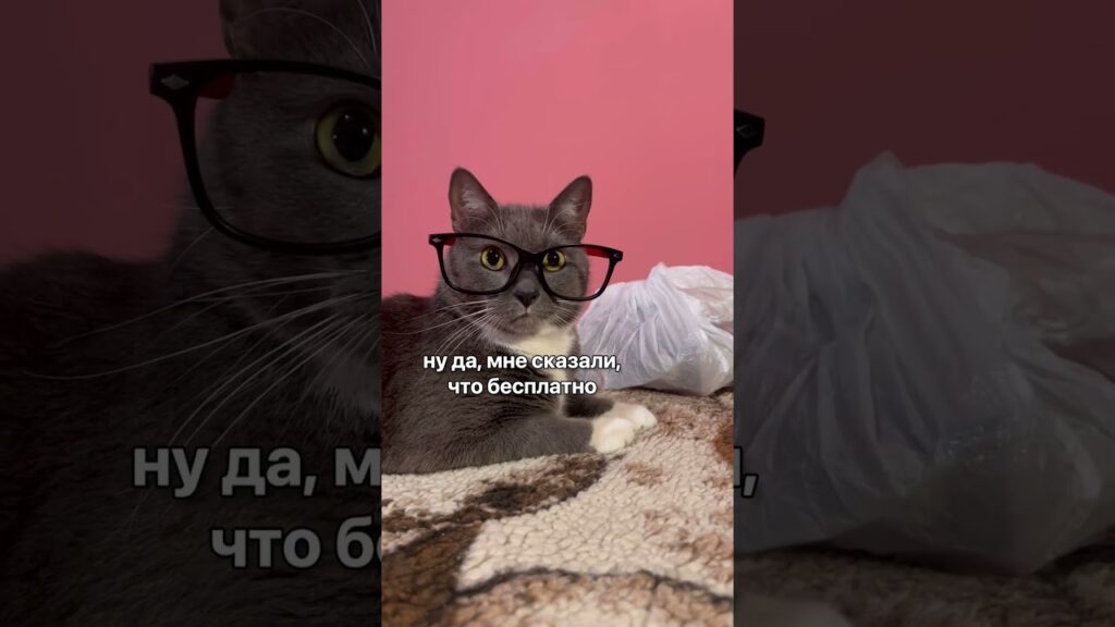 КОТИКИ В МАГАЗИНЕ — НОВЫЙ ГОД