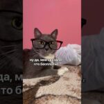 КОТИКИ В МАГАЗИНЕ — НОВЫЙ ГОД