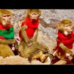 ВСЕ!!! Люся, Степа, Маня, Тося и носухи ПЕРЕЕХАЛИ в новый красивый вольер!!!
