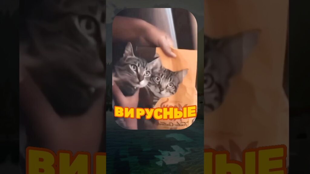 ВИРУСНЫЕ ВИДЕО / Кот или собака?🧐