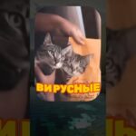 ВИРУСНЫЕ ВИДЕО / Кот или собака?🧐