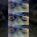 How To Lure A Gorilla With Your Phone