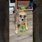 ЧЕХОЛ ТАБАЛАПКА НА АЙФОН 15 😳#shorts