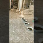 Как я кормлю котеек