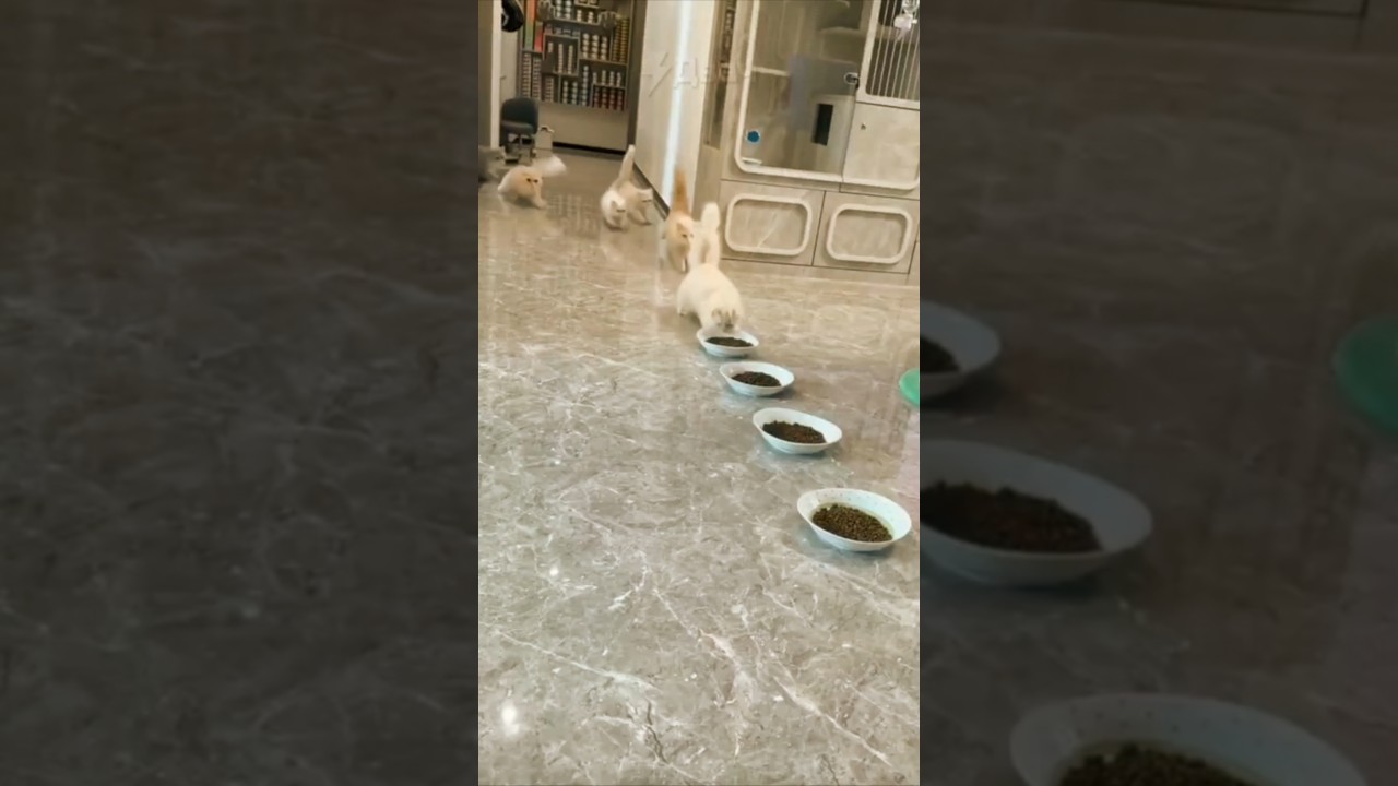 Как я кормлю котеек