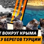 «Мазут будет выливаться до лета». Последствия катастрофы в Керченском проливе | Крым.Реалии ТВ