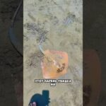 Неожиданная находка 😮