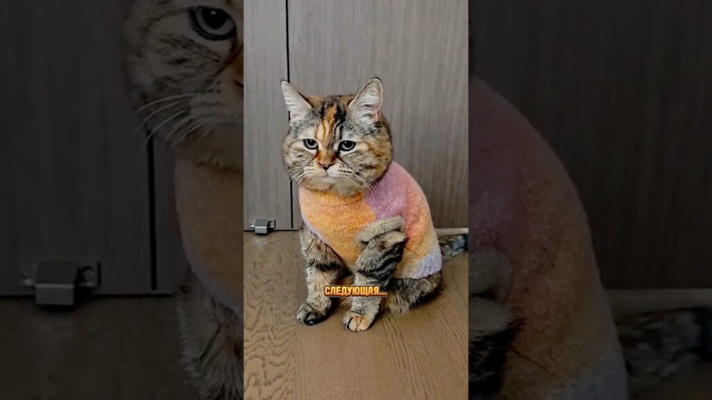 Часть 3 — Грустный кот устроил кастинг девушки😻 Кот — купидон🩷 #котик
