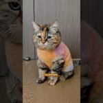 Часть 3 — Грустный кот устроил кастинг девушки😻 Кот — купидон🩷 #котик