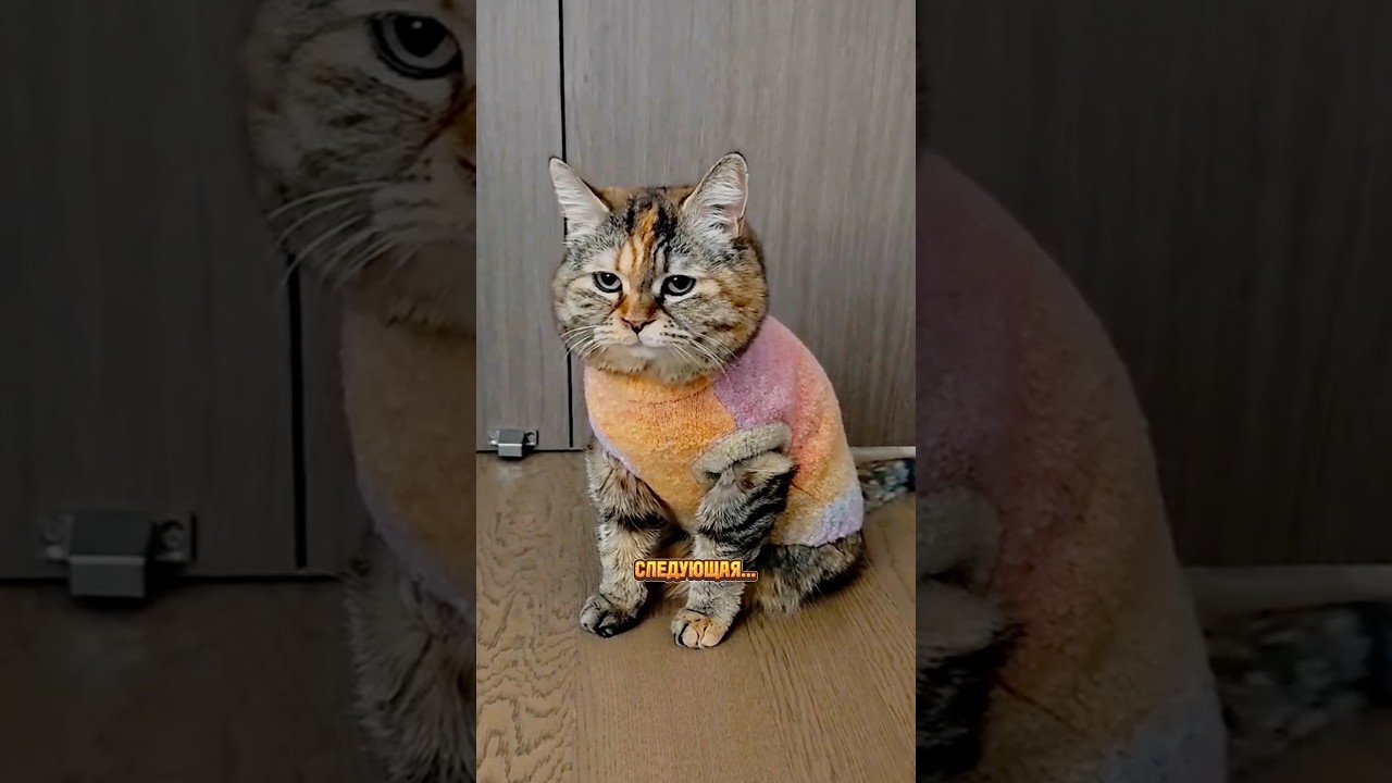 Часть 3 — Грустный кот устроил кастинг девушки😻 Кот — купидон🩷 #котик